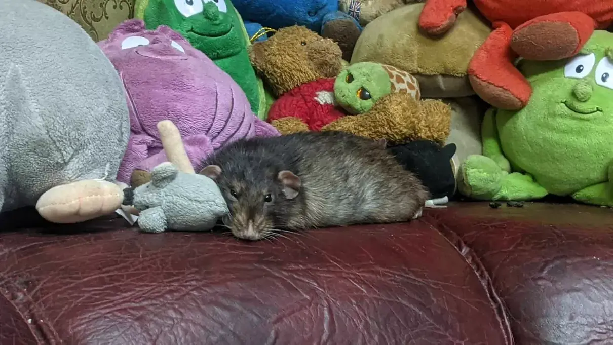 У Києві живе найбільший домашній пацюк у світі – Фото