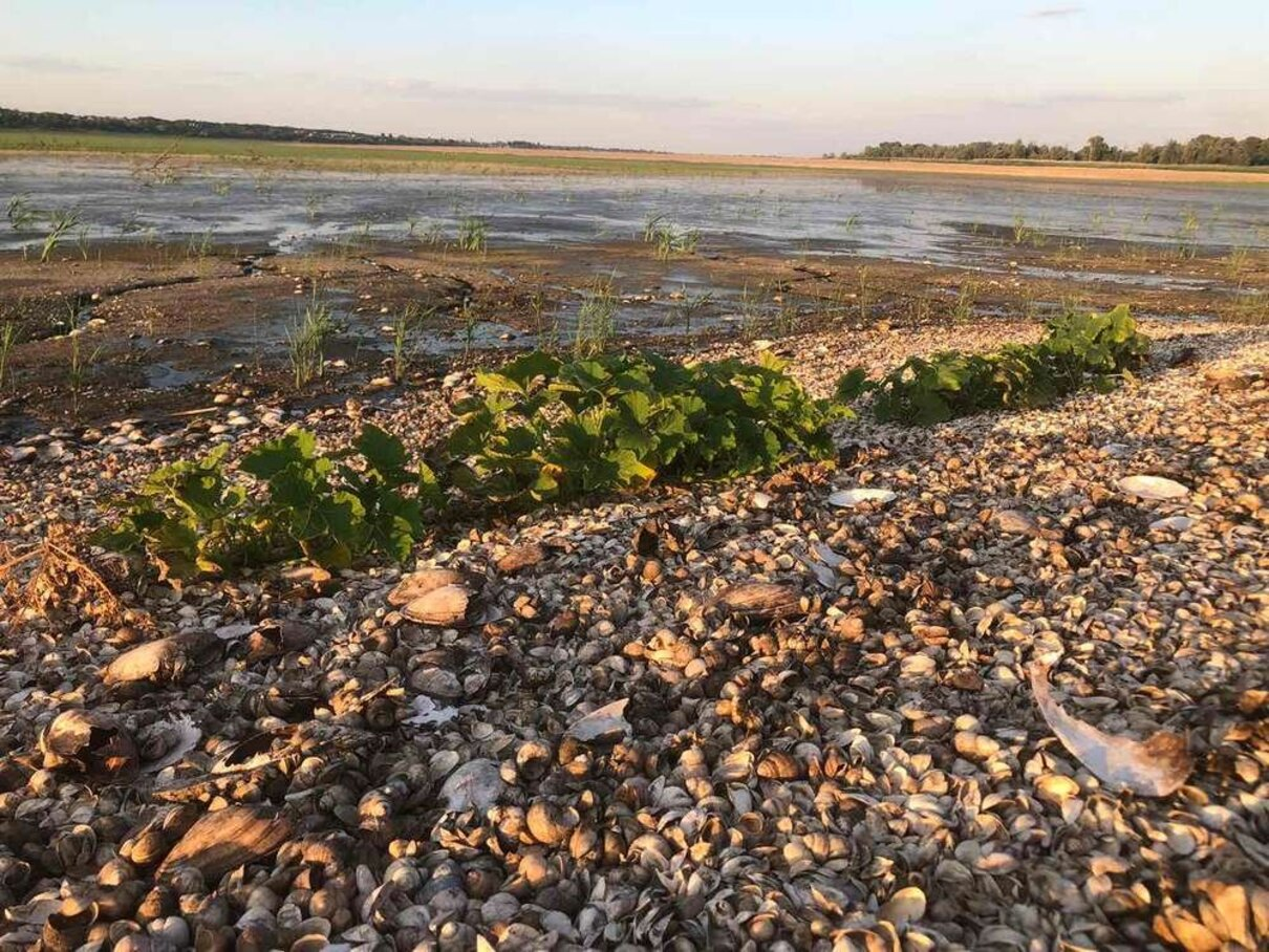 Незламна нація: жителі Нікополя посадили городи на дні Каховського водосховища