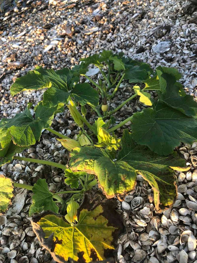 Город на дні Каховського водосховища - фото 528656