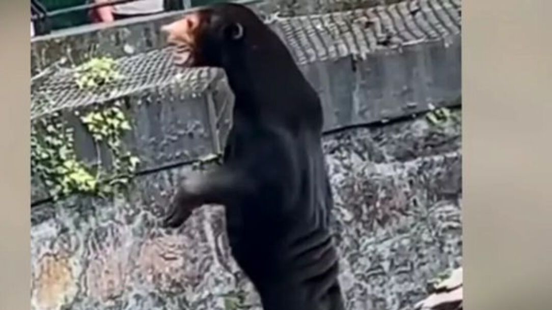 Це весело: китайський зоопарк офіційно запевнив відвідувачів у справжності своїх тварин