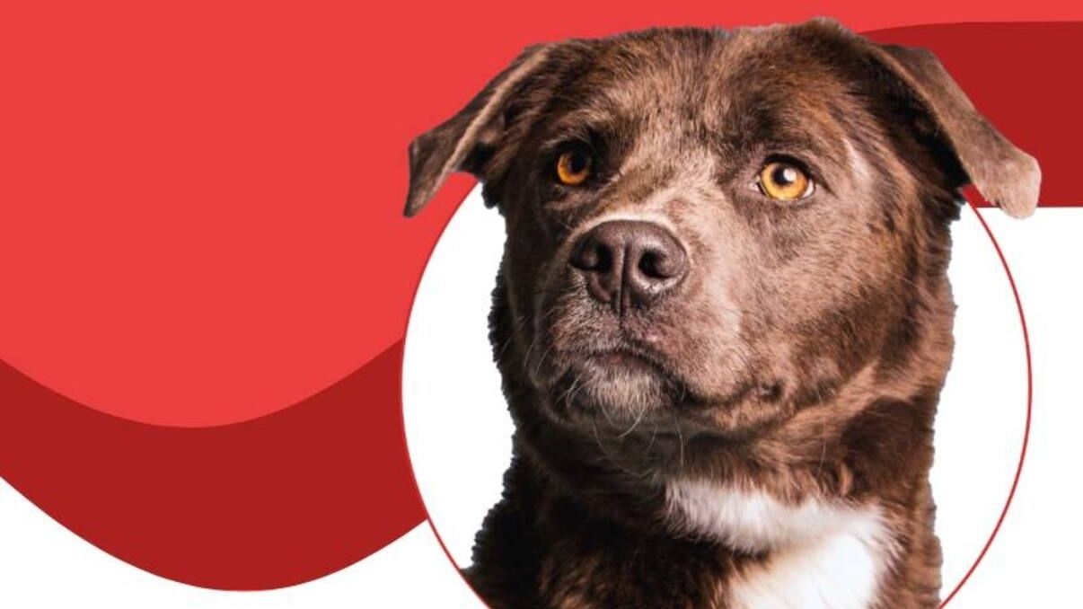 UAnimals запускає платформу донорства крові для тварин