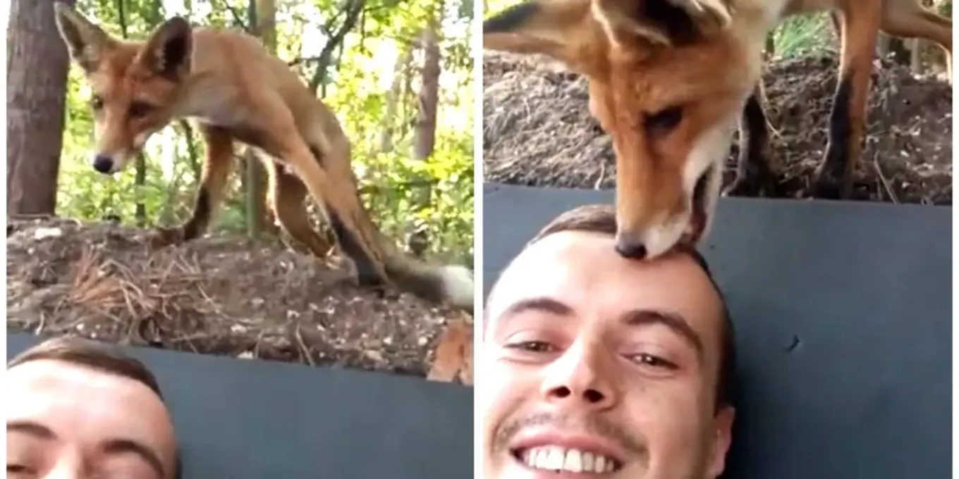 Дивіться, як боєць ЗСУ подружився з допитливою лисицею (Відео)