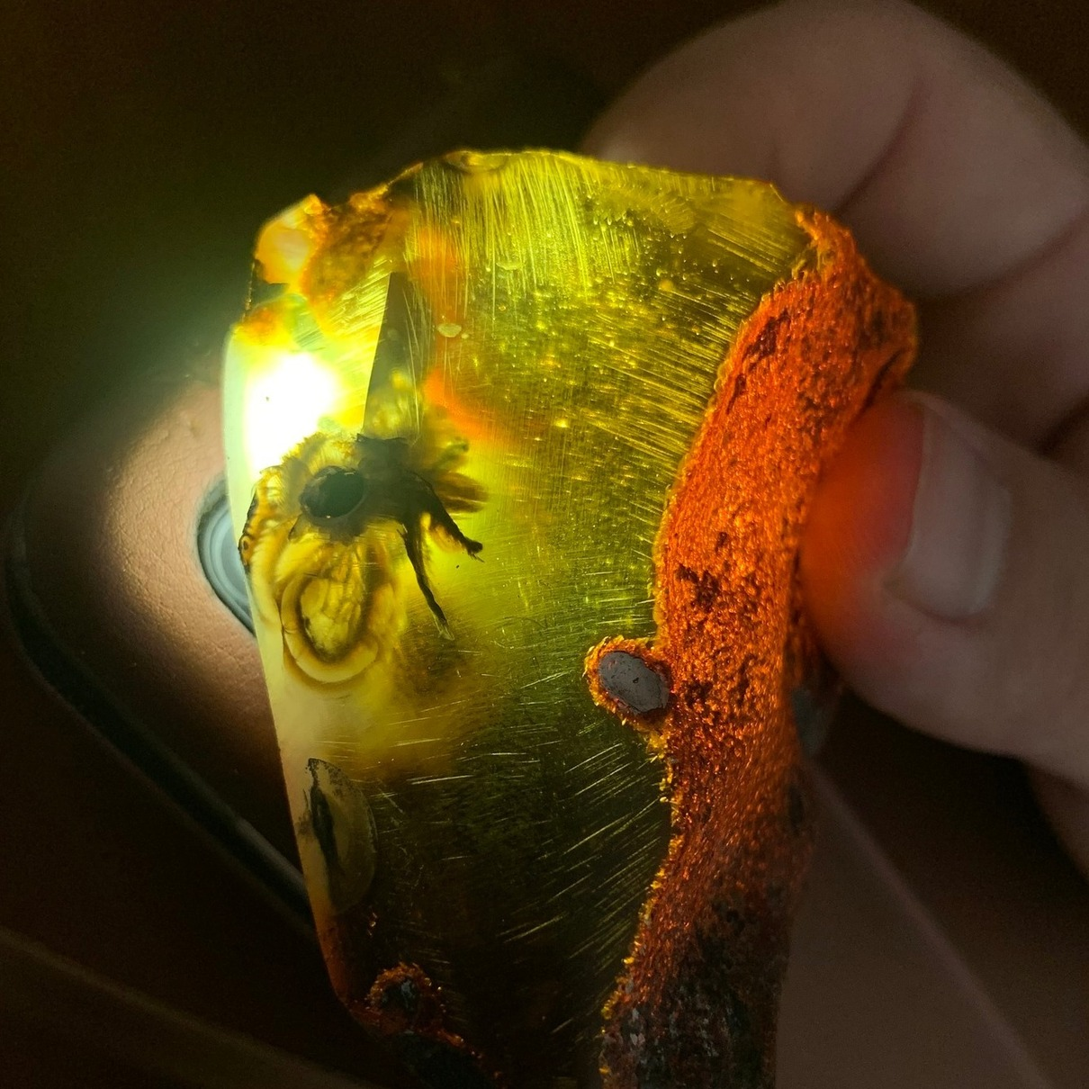 На Рівненщині знайшли бурштиновий камінь із застиглою всередині комахою – фото