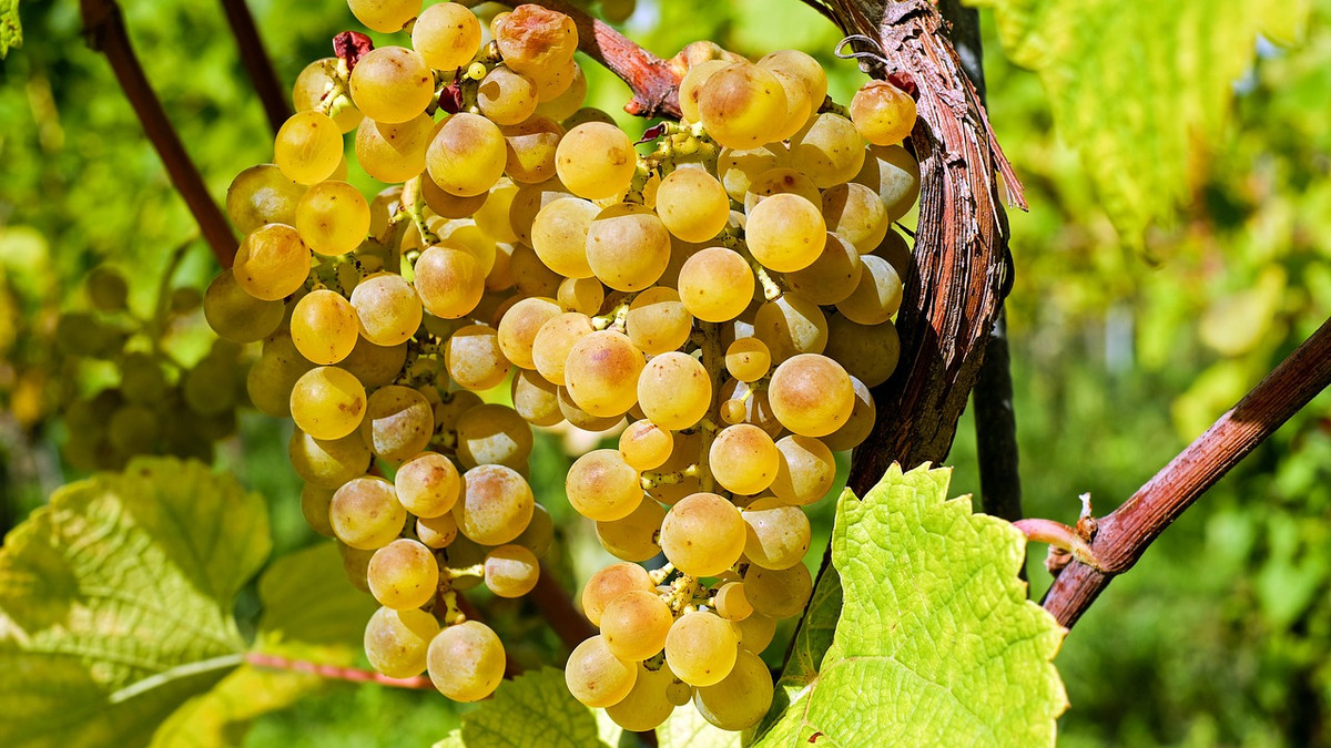 Франція хоче викорчувати тисячі гектарів виноградників – у чому причина - фото 1
