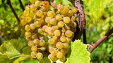 Франція хоче викорчувати тисячі гектарів виноградників – у чому причина