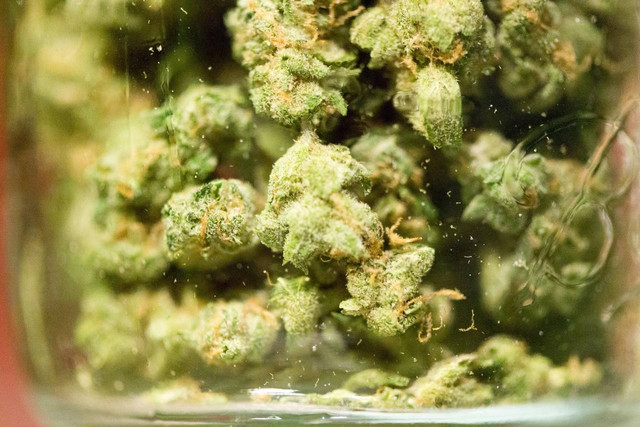 Уряд Німеччини схвалив легалізацію канабісу - фото 529517