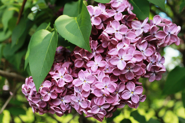 Загадки про різноманітні квіти для дітей та дорослих українською мовою - фото 529748