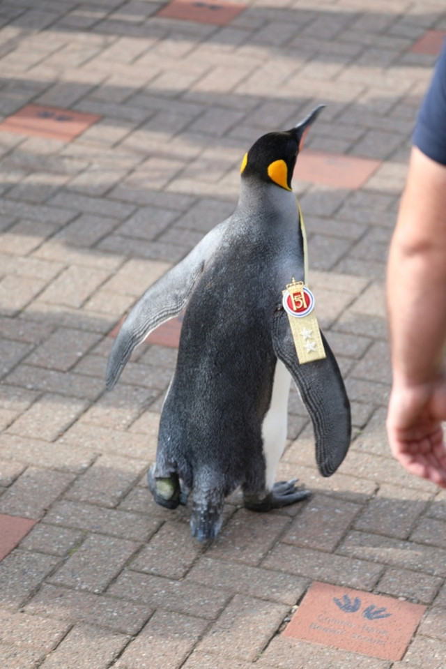 Пінгвіну присвоїли звання генерала - фото 529753