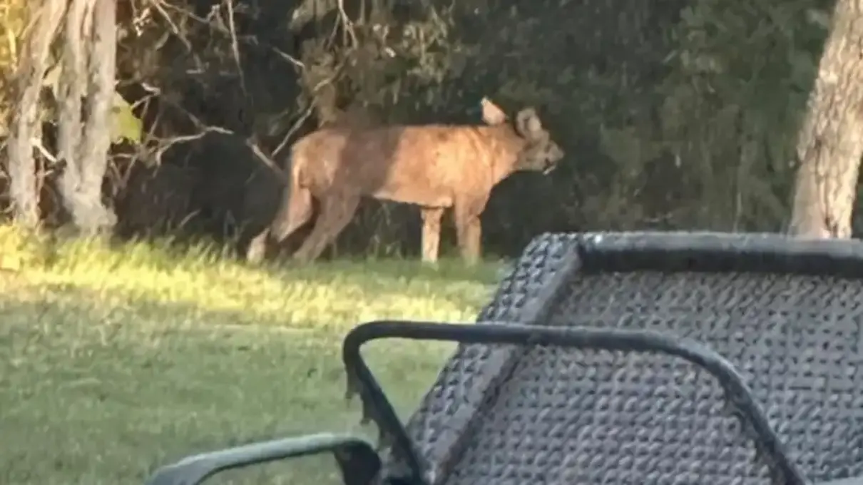 Американка сфотографувала з вікна будинку дуже дивну тварину: схожа на чупакабру