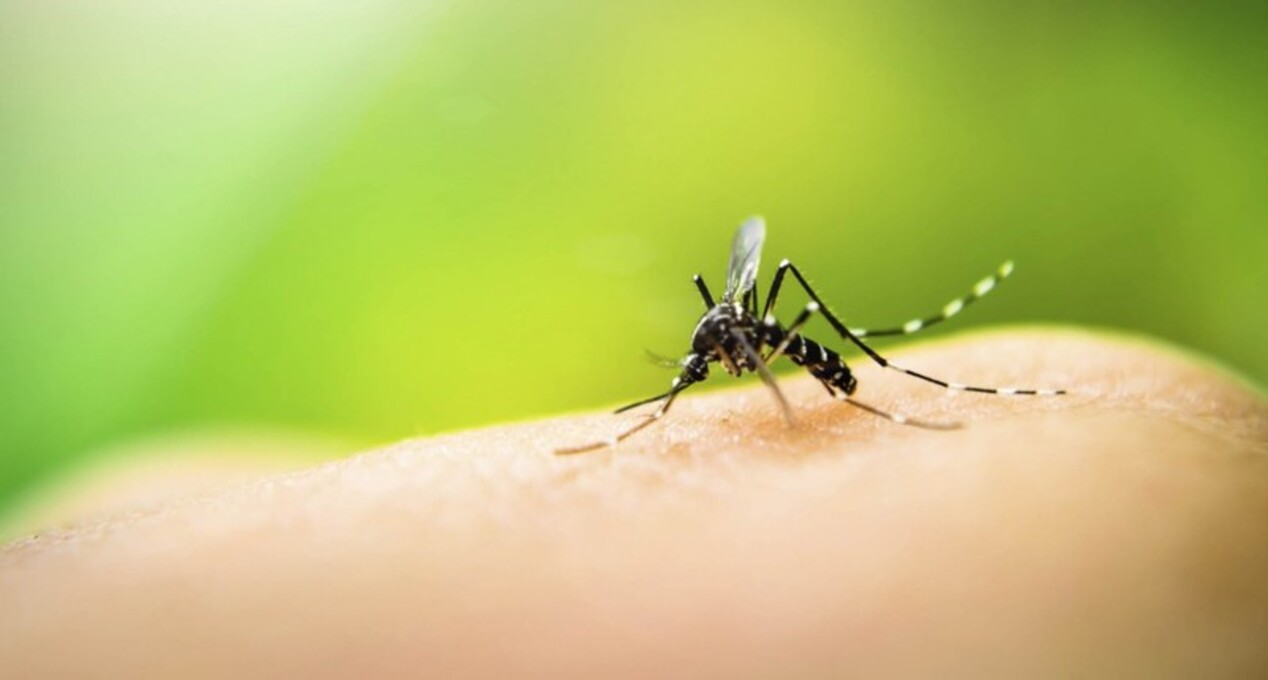 Читайте, що потрібно знати про укуси комах, щоб захистити себе влітку