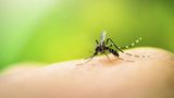 Читайте, що потрібно знати про укуси комах, щоб захистити себе влітку