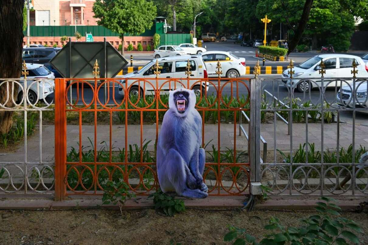 Креативний спосіб, як відлякати мавп з міста перед зустріччю G20