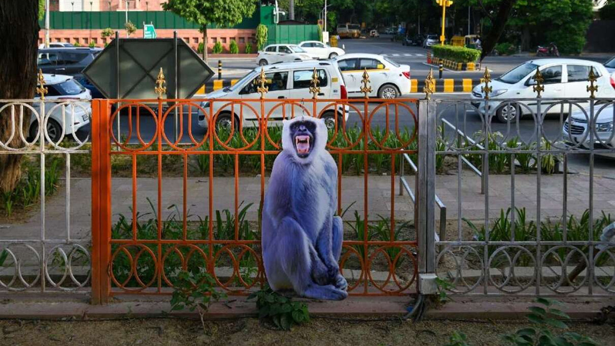 Як відлякати мавп з міста перед зустріччю G20 - фото 1