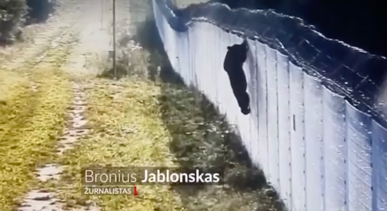 Ведмідь намагався вибратися за кордон - фото 1