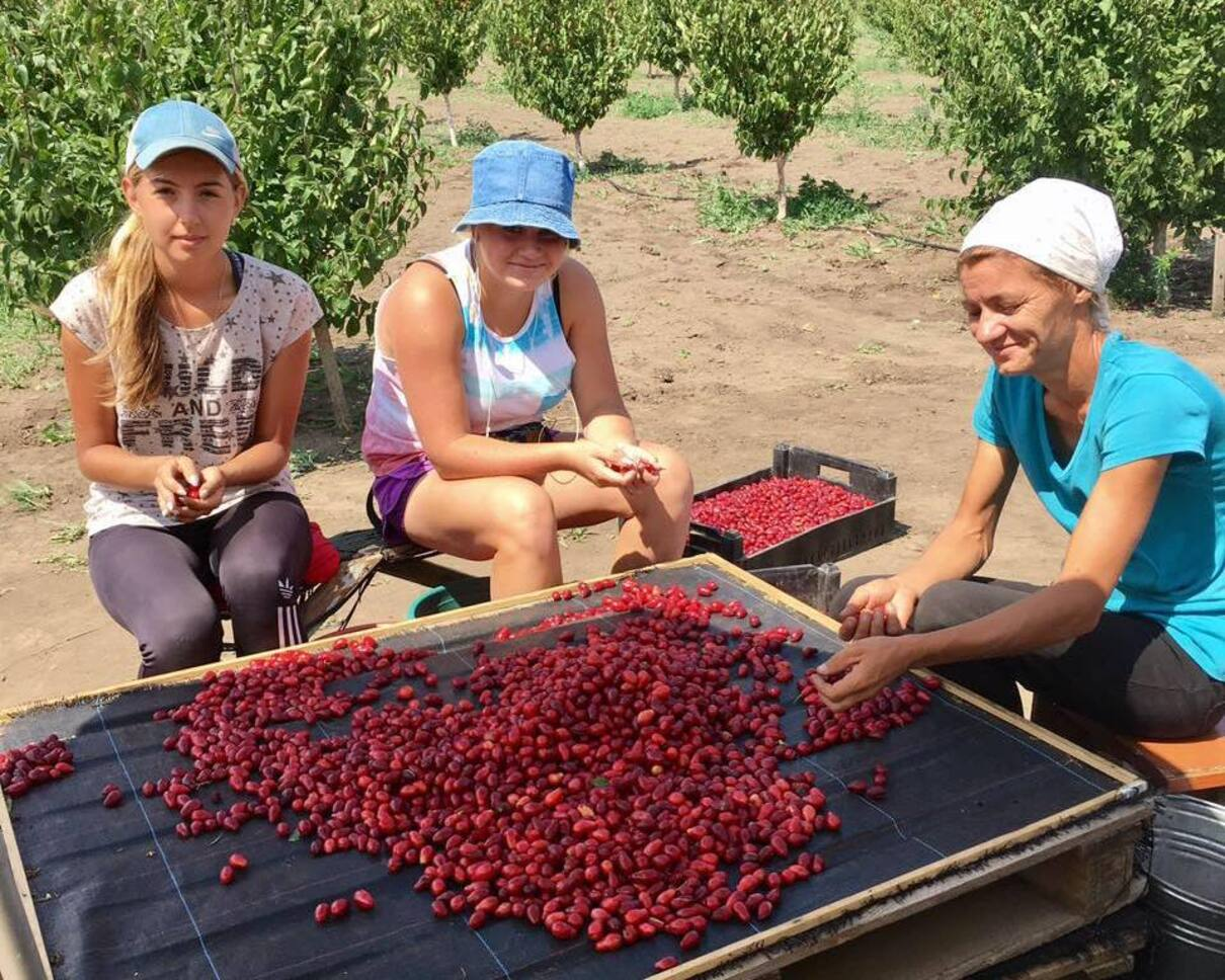 Український фермер першим у світі зробив маринований та фарширований кизил (Фото)