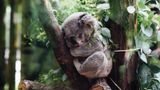 В Австралії коала влаштовувала нальоти на ферми та обʼїдала евкаліптову рощу