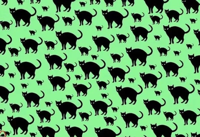 Замість ранкової кави: знайдіть серед зображень котів пацюка, щоб прокинутися - фото 531183