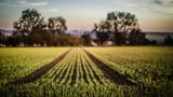 Заборона на імпорт зерна: Україна подасть у суд на Польщу, Угорщину та Словаччину
