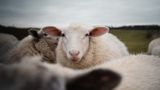 У Греції отара овець пробралася до теплиці з канабісом і з'їла 100 кілограмів рослини