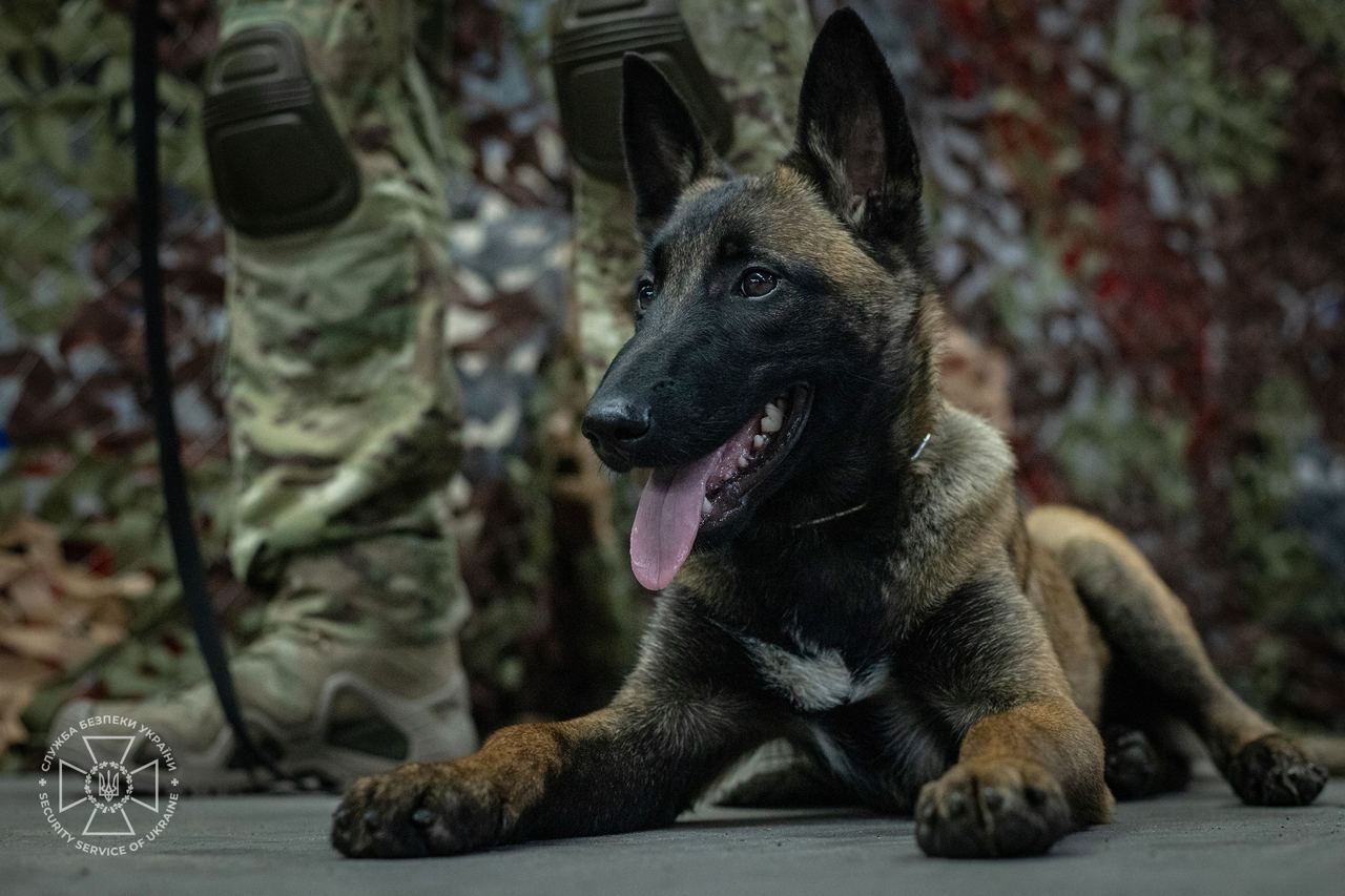 Вівчарка Кіра долучилася до команди СБУ - фото 1