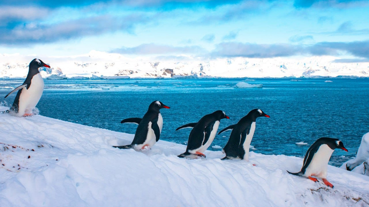 Біля станції "Академік Вернадський" почали гніздуватись пінгвіни - фото 1