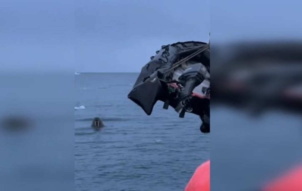 Захищав територію: морж напав на човен росіян у Північному Льодовитому океані