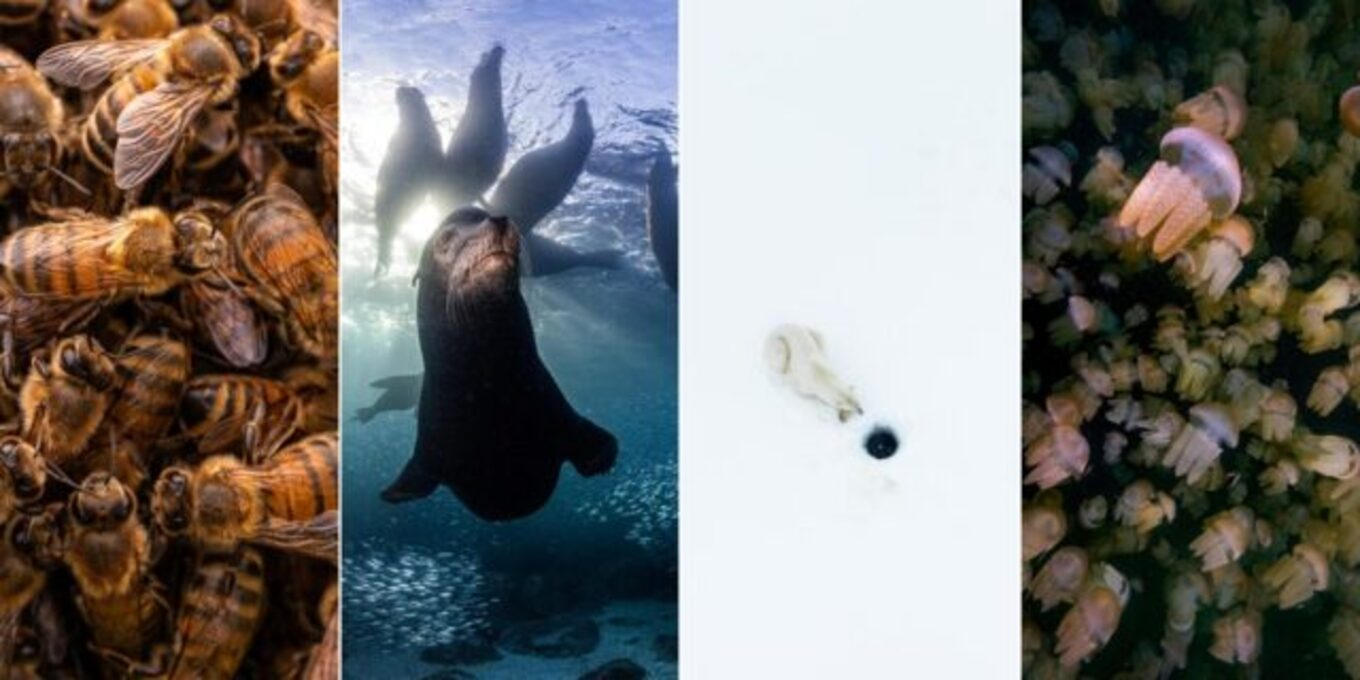 Історії дикої природи: переможці фотопремії Nature TTL Photographer of the Year 2023
