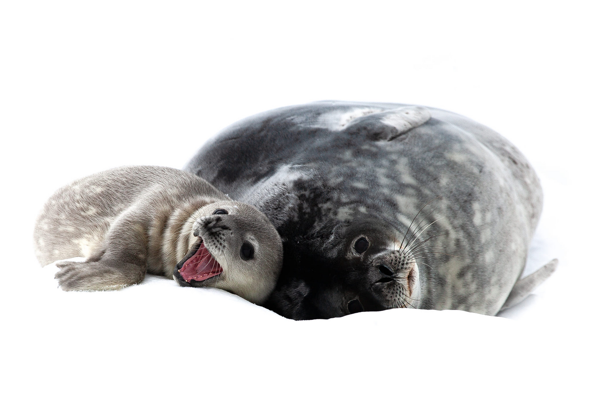 На станції "Академік Вернадський" народилось перше тюленятко – як назвали