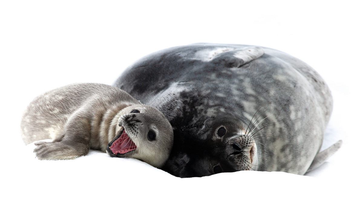 Народилось перше тюленятко - фото 1