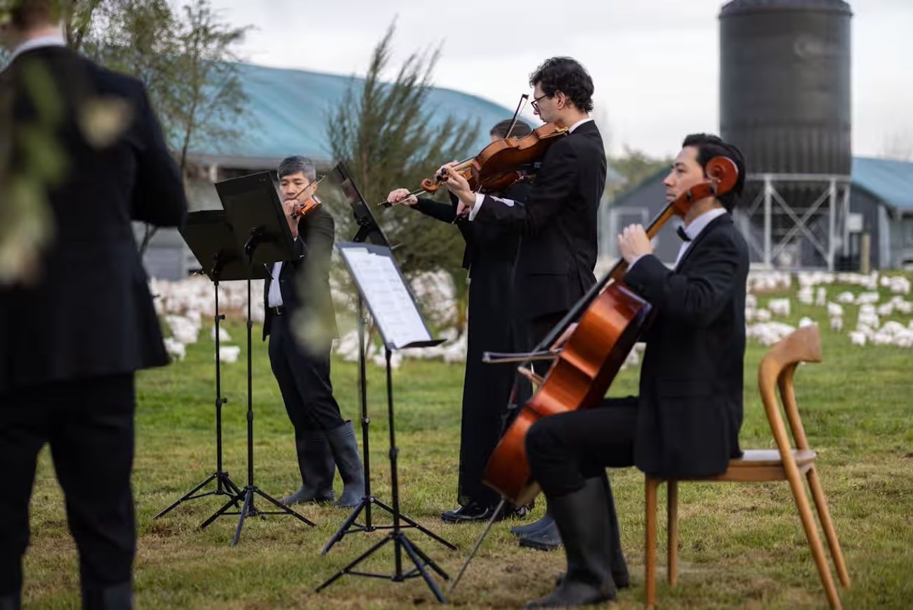 У Новій Зеландіє оркестр дав концерт для несподіваних гостей: кури були у захваті