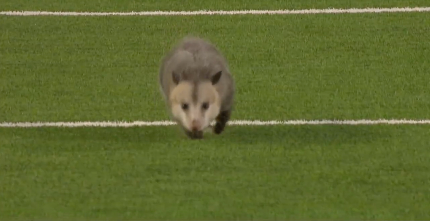 Кумедний опосум вибіг на поле під час матчу та миттю став зіркою мережі