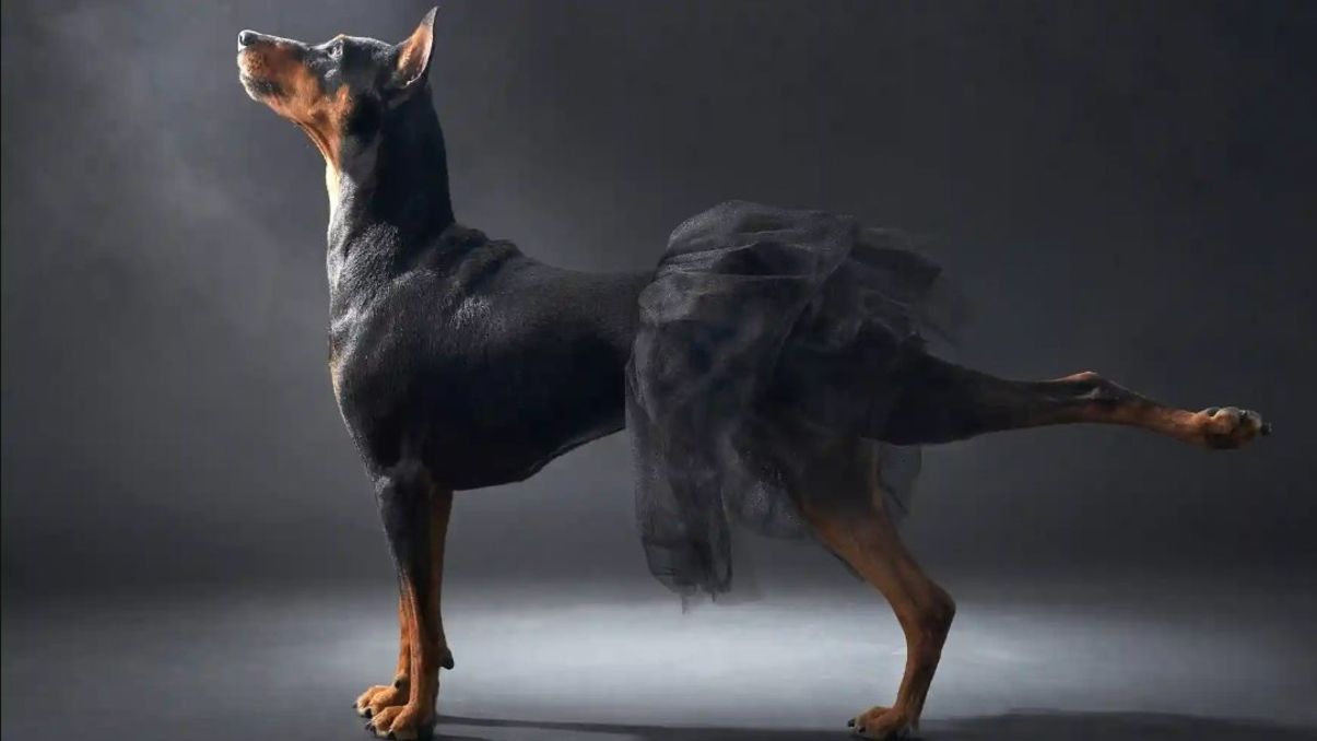 Фото: Anna Averianova/Dog Photography awards - фото 1