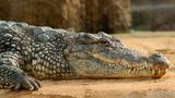В Австралії фермер пережив напад крокодила – вкусив його у відповідь