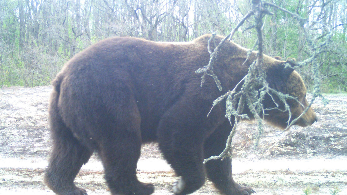 У Чорнобилі у фотопастку потрапив бурий ведмідь - фото 1