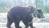 У фотопастку Чорнобильського заповідника потрапив бурий ведмідь