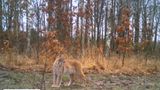 У Чорнобильському заповіднику з'явилася тварина, якої не бачили понад сто років