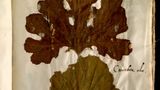 В Італії знайшли рідкісний гербарій доби Відродження: що цікавого