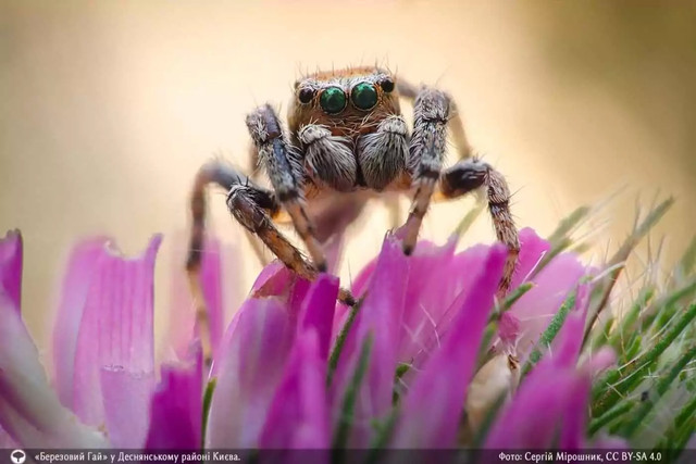Вікі любить Землю: оголосили 10 найкращих світлин української природи 2023 року - фото 534230