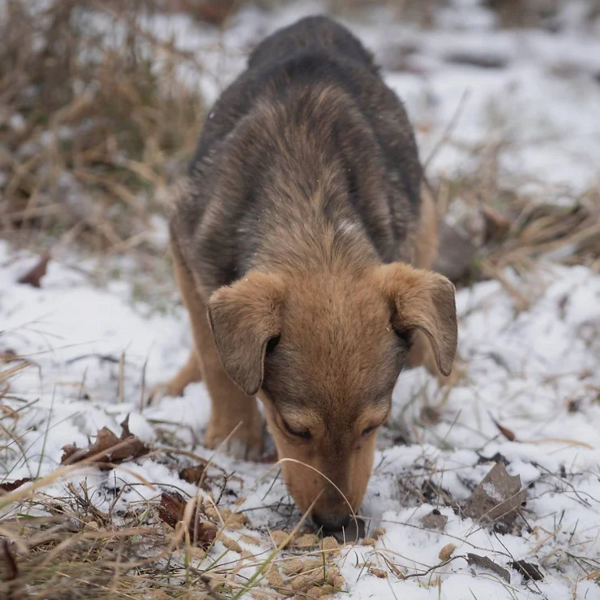 Як уберегти тварину від переохолодження під час прогулянки: інструкція