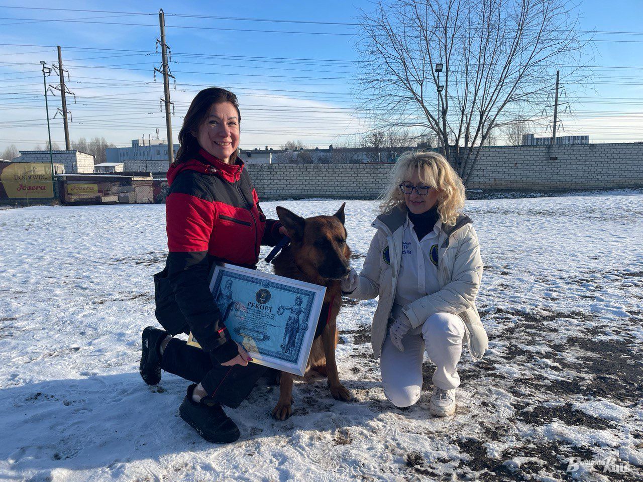 Найтитулованіша тварина: пес Карбон із Києва потрапив у книгу рекордів України