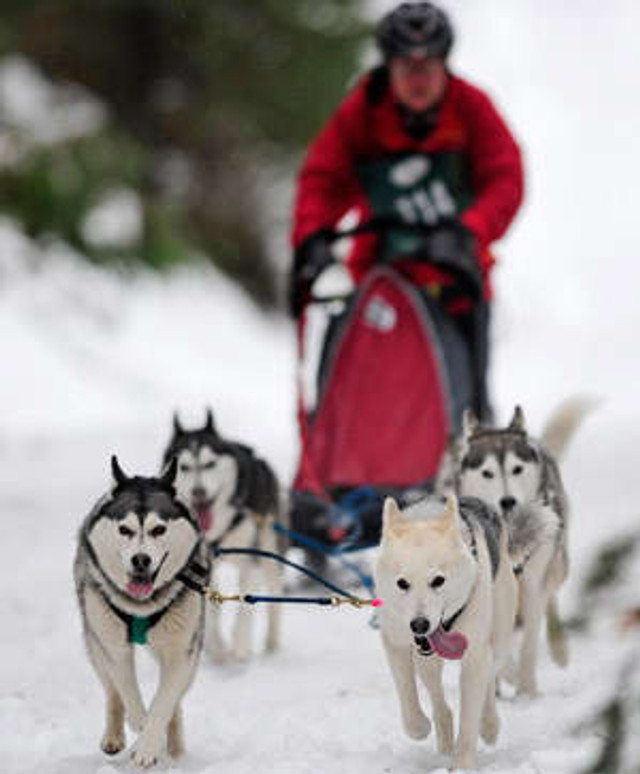 Їзда на собаках - фото 535647