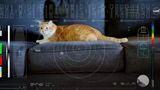 NASA передало на землю відео з милим рудим котом з допомогою лазера