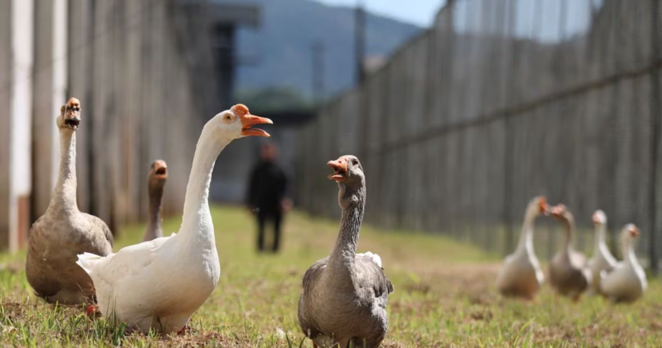 Замінили собак: у Бразилії вʼязницю патрулюють гуси