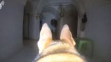 ЦАХАЛ опублікував відео, зняте собакою в великій мережі тунелів ХАМАС
