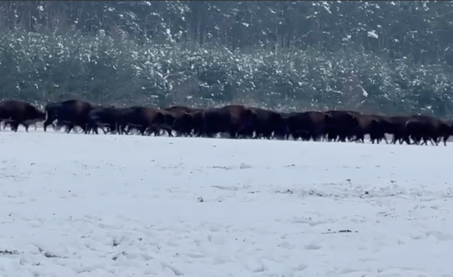 На Львівщині зафільмували найбільше стадо бізонів в Україні: потужне відео