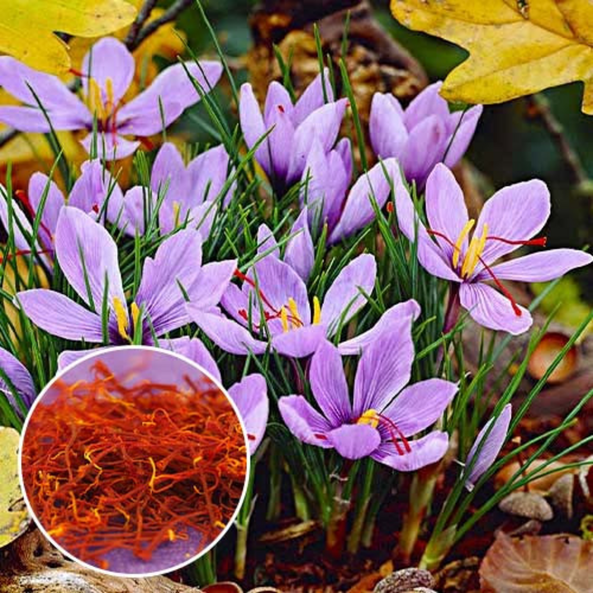 Рекордна вартість шафрану: яка ціна за кілограм