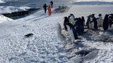 На станції Академік Вернадський показали, як пінгвін мчить на животику: кумедне відео