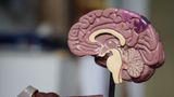 Цікавий факт: людський мозок по-різному обробляє інформацію про кількість об'єктів