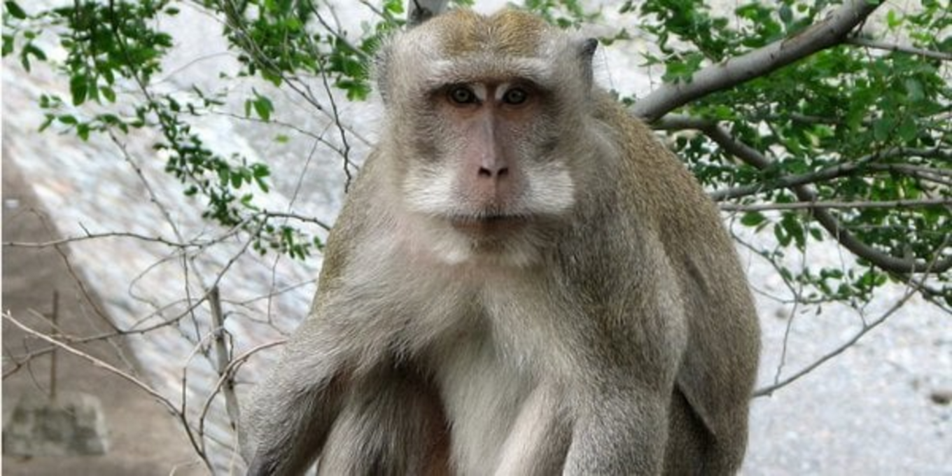 Другий найрідкісніший примат у світі: унікальні кадри з В'єтнаму