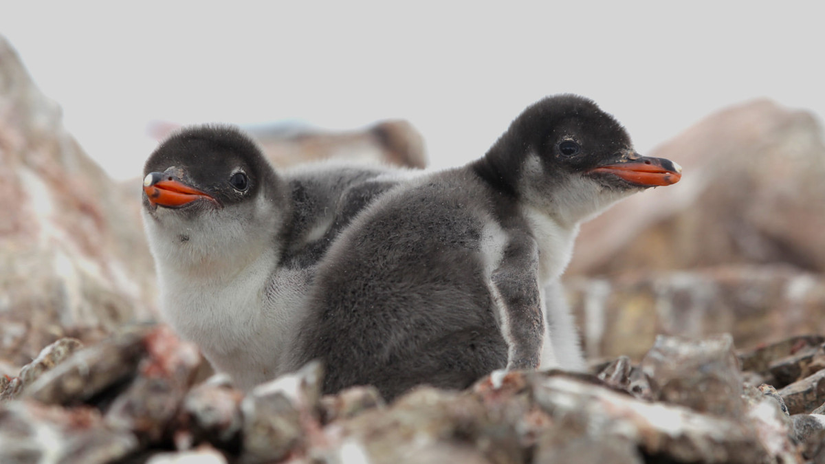 Милі малі пінгвіни біля станції "Вернадського" - фото 1